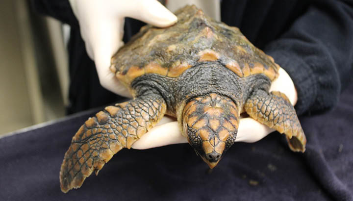 Accueil de 27 tortues caouannes dans notre Centre de soins